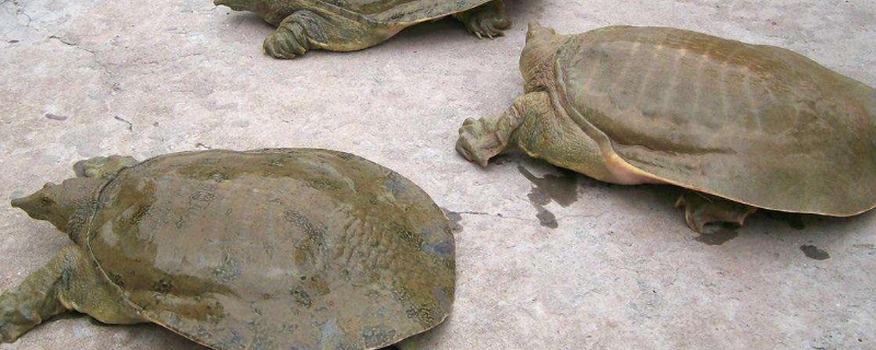 甲鱼、乌龟、王八、鳖有什么区别