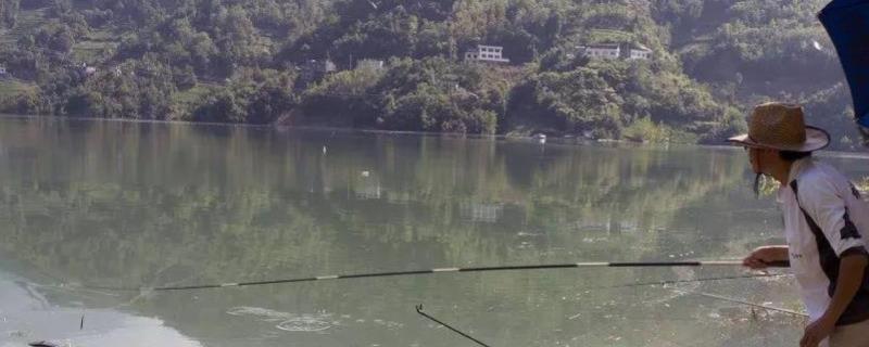 鲫鱼竿是什么意思