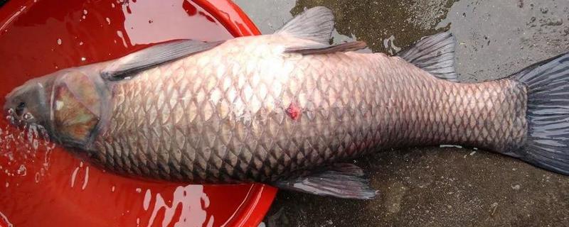夏季钓青鱼技巧大全