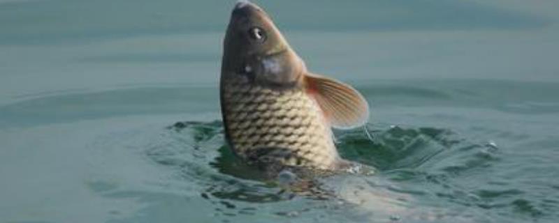 鲤鱼吃什么