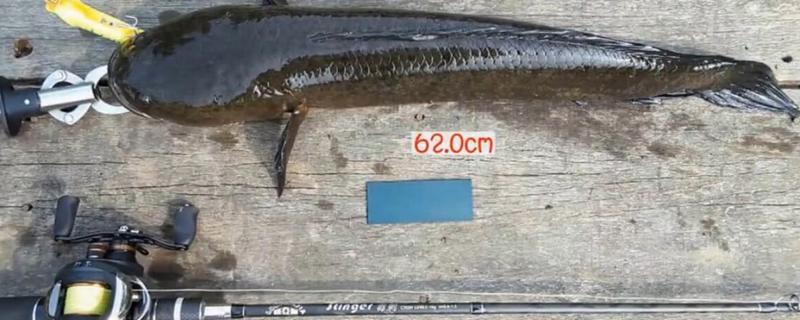 钓黑鱼用什么线组