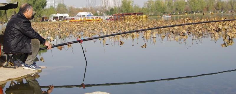 钓鲶鱼用什么线组