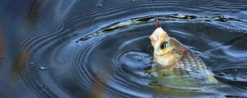野钓鲫鱼不开口怎么办