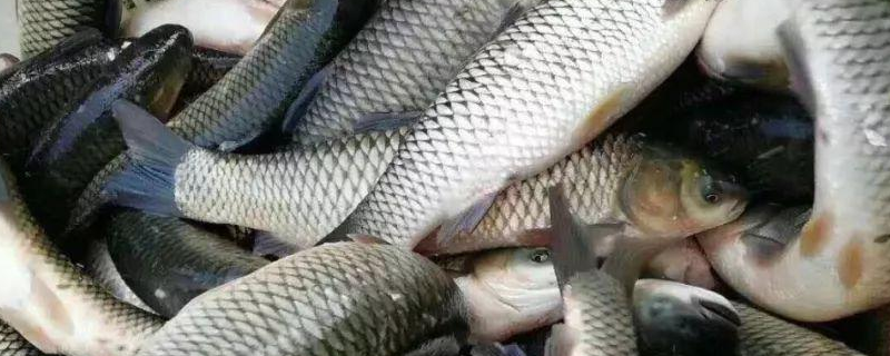 草鱼钓浮钓多深比较好