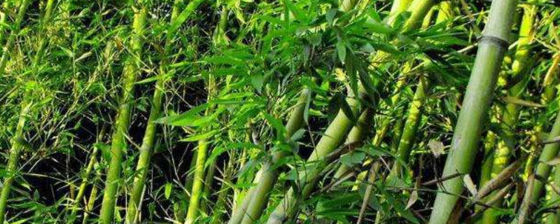 湖北家庭院落可以种哪些园林竹