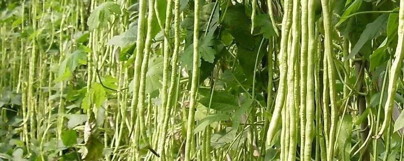 如何种植豆角