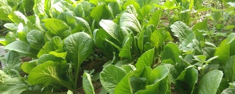 夏秋季有机小白菜栽培技术方法