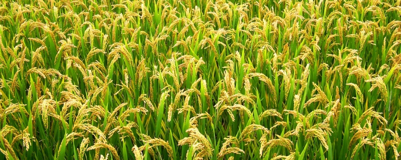 水稻高产施肥技术