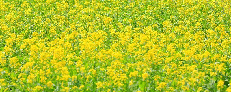 油菜施肥技术