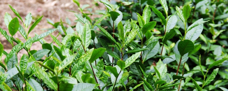 茶树施肥技术