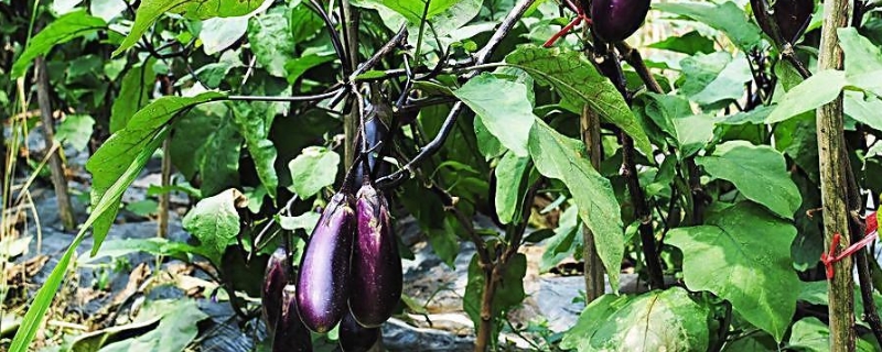 有机茄子夏秋季栽培技术要点