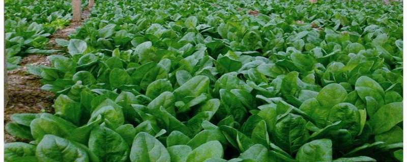 菠菜施肥技术