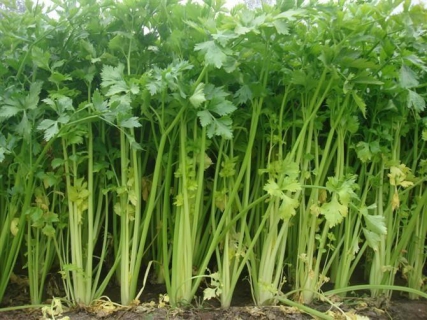 芹菜施肥技术
