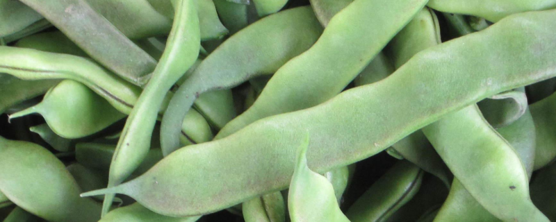 芸豆施肥技术