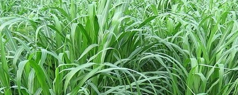 象草优质栽培技术