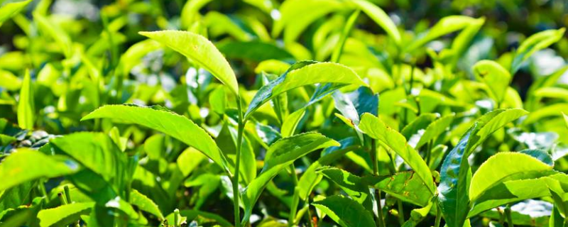 茶叶后期管理栽培技术