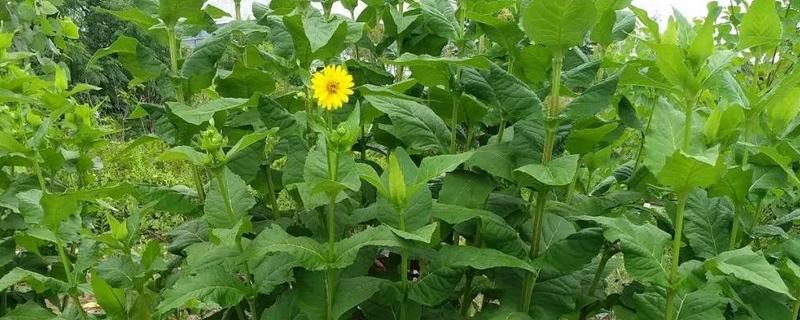 串叶松香草栽培及利用