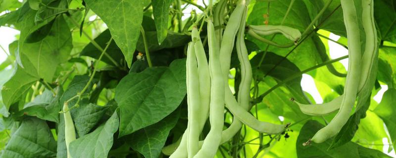 夏秋季露地有机菜豆栽培技术