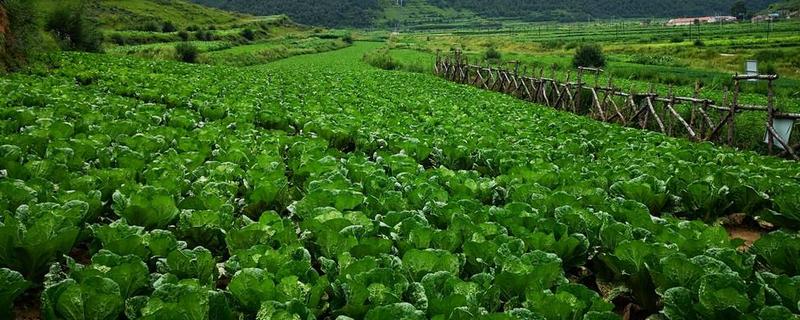 秋季露地有机大白菜栽培技术