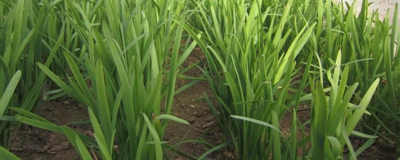 洋葱、韭菜、大蒜为例概述有机蒜葱类蔬菜栽培