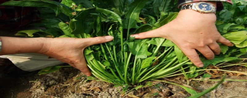 秋季有机菠菜栽培技术
