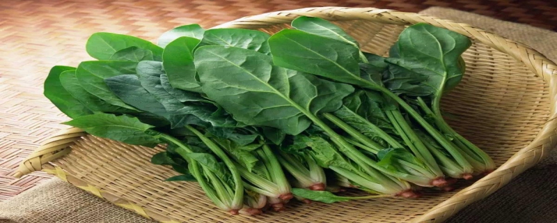 夏季有机菠菜栽培技术方法