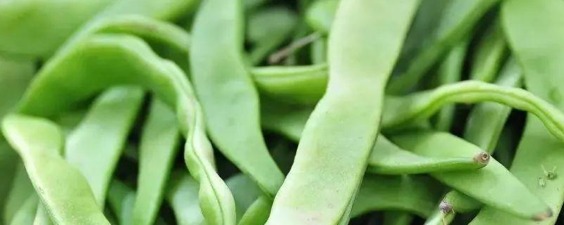 芸豆是什么