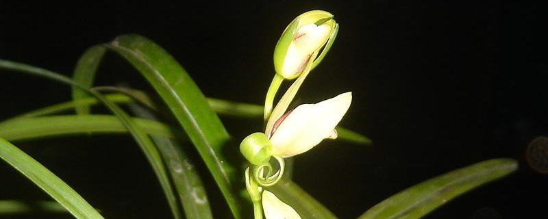 建兰几月开花