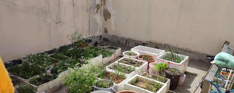 泡沫箱种菜有毒吗