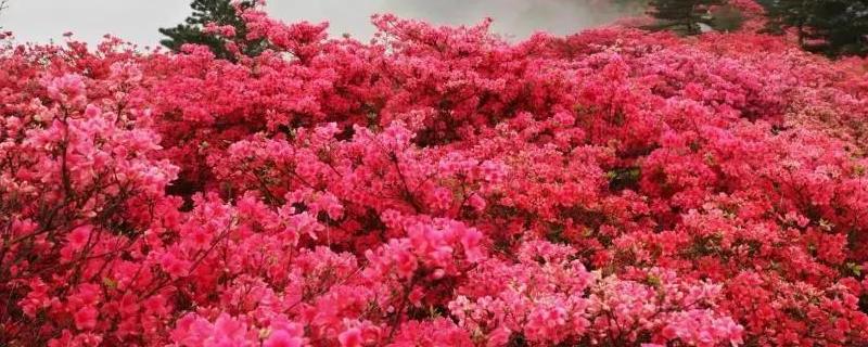杜鹃花有没有毒