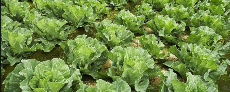 有机蔬菜施用肥料要注意些什么
