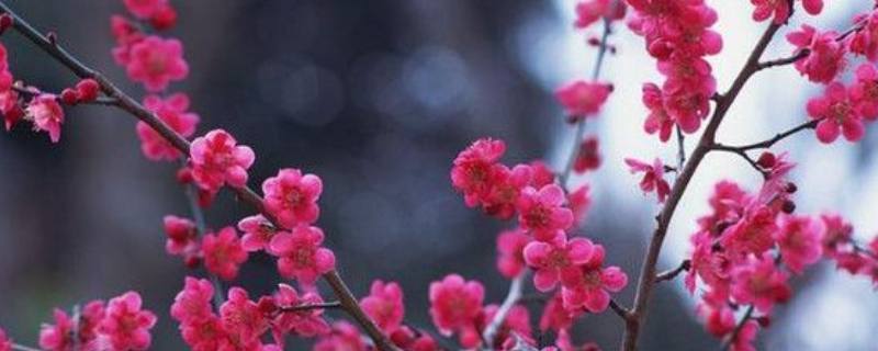 梅花是落叶还是常绿