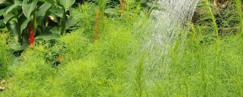 植物调节剂使用时容易出现哪些误区