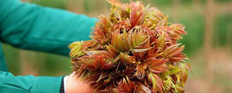 香椿日光温室冬春密度假植栽培技术