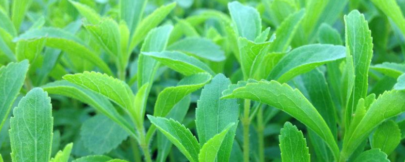 甜叶菊高产栽培技术和方法