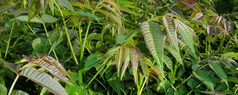 香椿高效种植技术