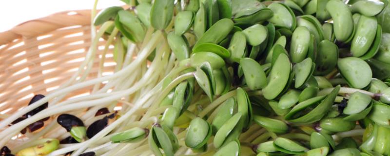 有机沙生绿色豆芽种植技术