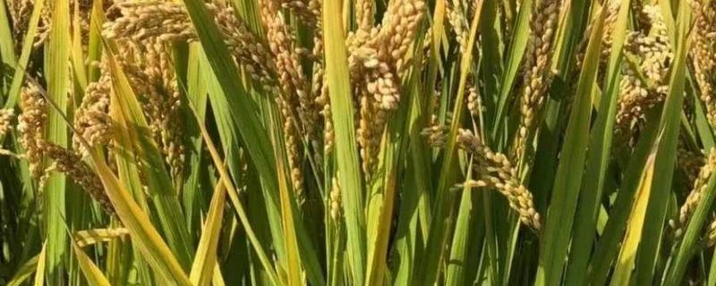 水稻病虫害防治注意事项