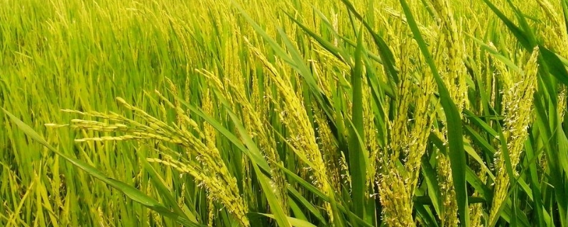 水稻病虫害的综合防治之生物防治