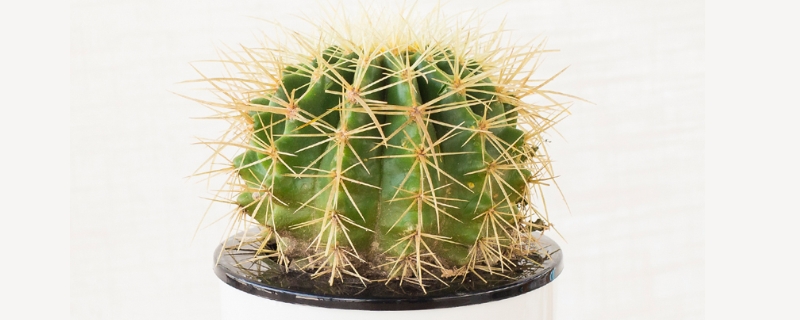 仙人球的种植方法和注意事项