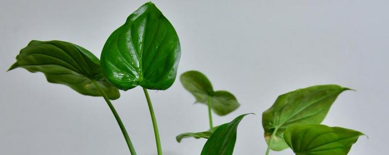 滴水观音能放在客厅吗