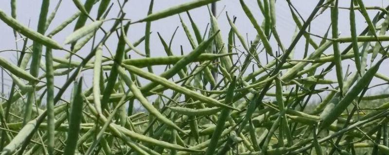 油菜籽产地在哪里