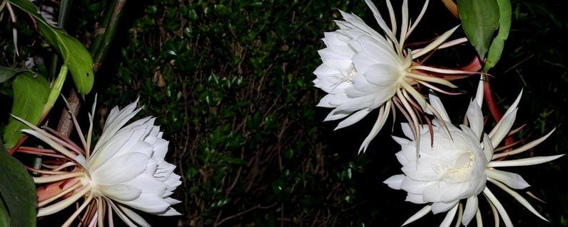 为什么昙花开花时间那么短