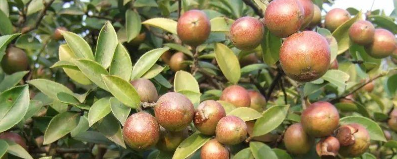 油茶树几年结果