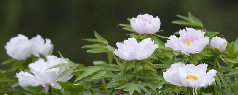 油用牡丹移栽种植时间为什么在秋季