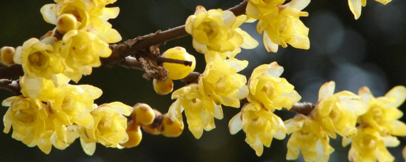 腊梅什么季节种植