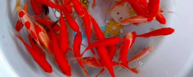 红鲫鱼是什么鱼