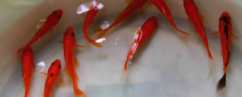 红鲫鱼吃什么东西