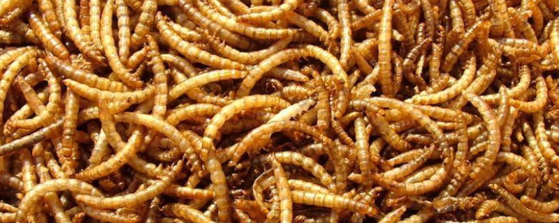 黄粉虫的养殖技术