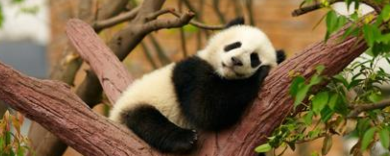 熊猫吃什么食物